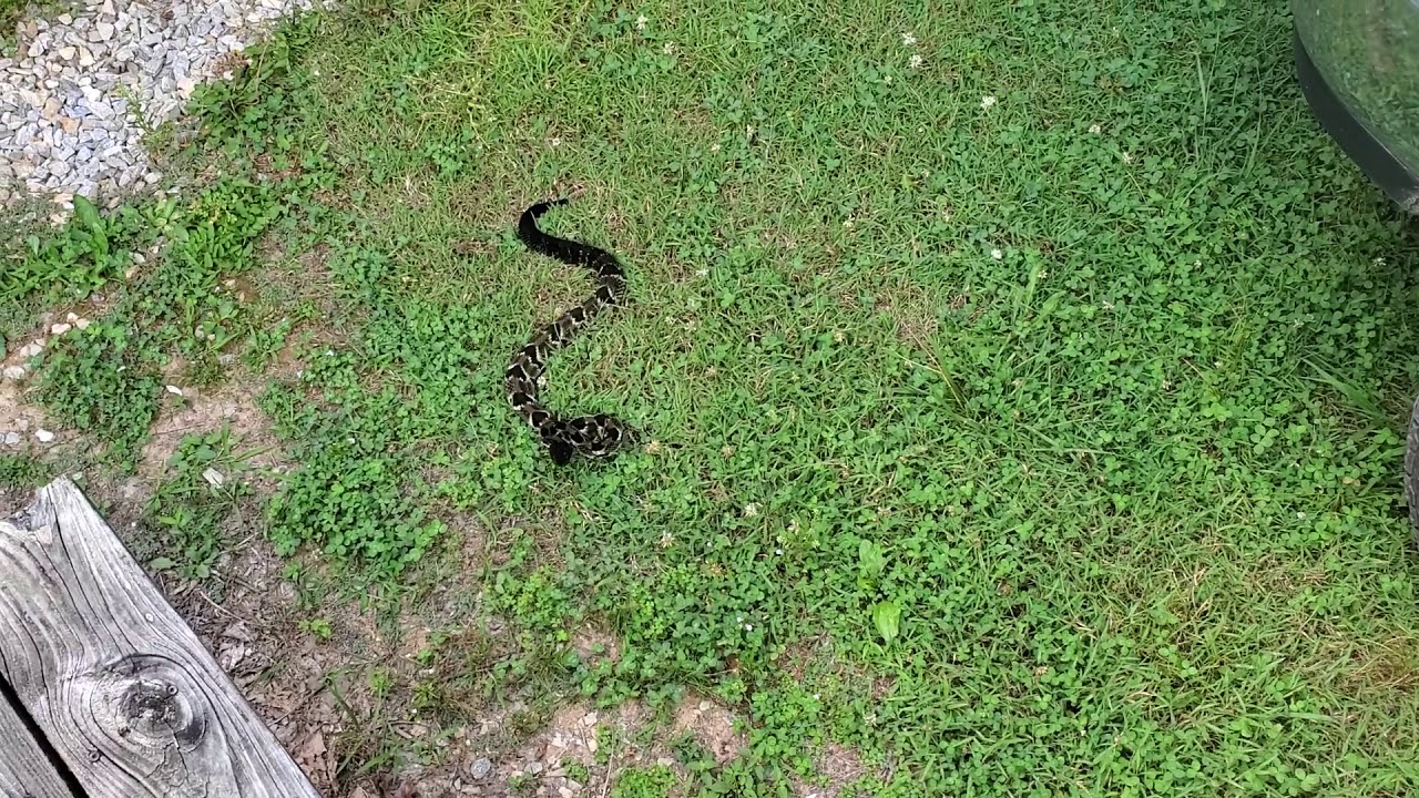 North Carolina timber rattlesnake