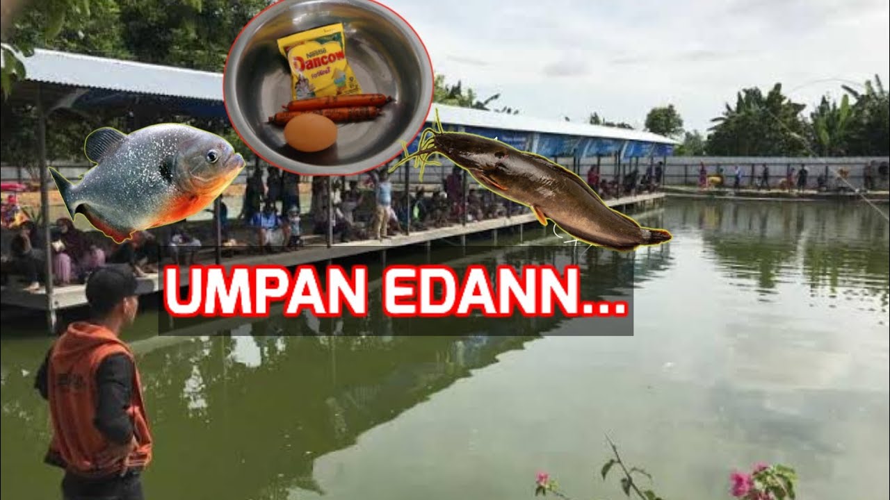 RAHASIA UMPAN AMIS || IKAN BAWAL & LELE