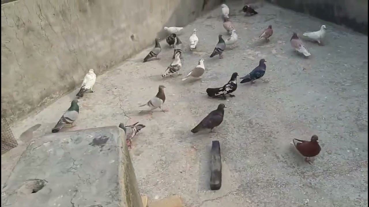 Assalamualaikum aj kabutar lda diye sedi se
