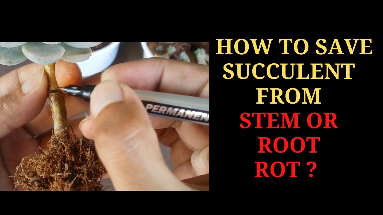 || HOW TO SAVE SUCCULENT FROM STEM OR ROOT ROT ?  ||