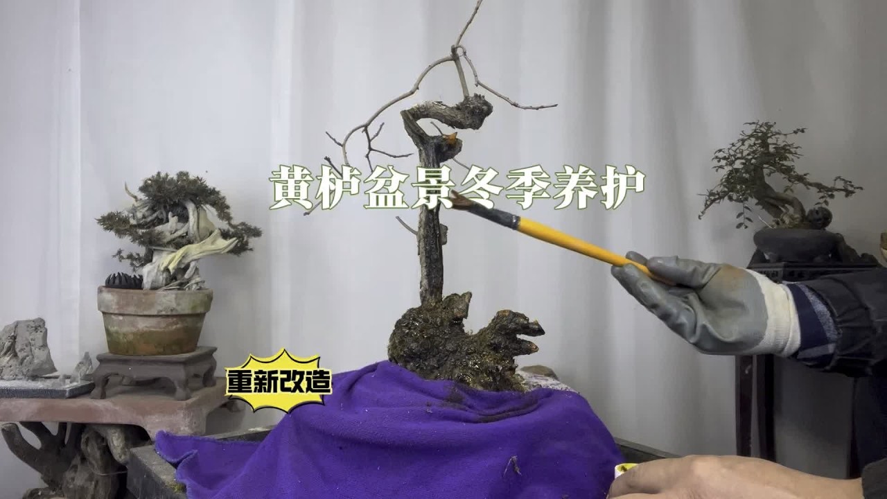 黄栌盆景老桩重新改造与冬季养护，赶紧看看 园艺师教你，黄栌下山桩冬季修剪造型以及怎样养护。#黄栌老桩 #盆景 #黄栌盆景修剪造型