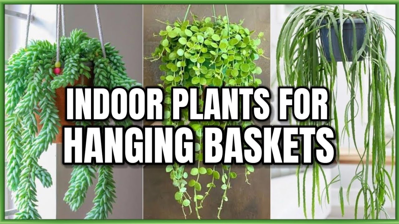 23 Best Indoor Hanging Plants | Indoor Hanging Basket Plants with care | Plant and Planting