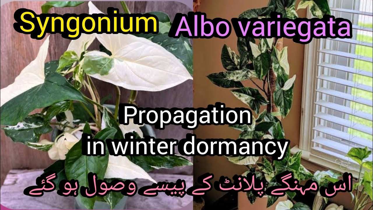 Syngonium albo variegata propagation in winter dormancy how to// Grow green 445 