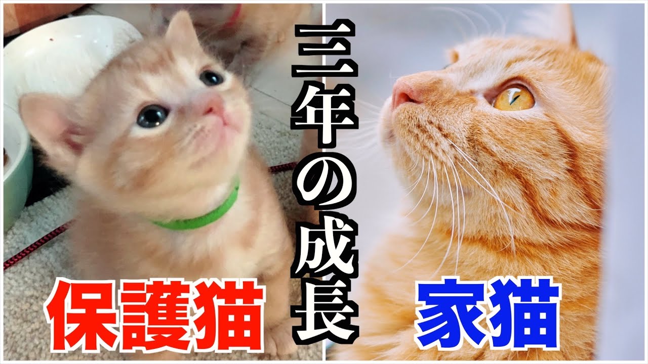 保護猫が家猫になった３年間の成長過程