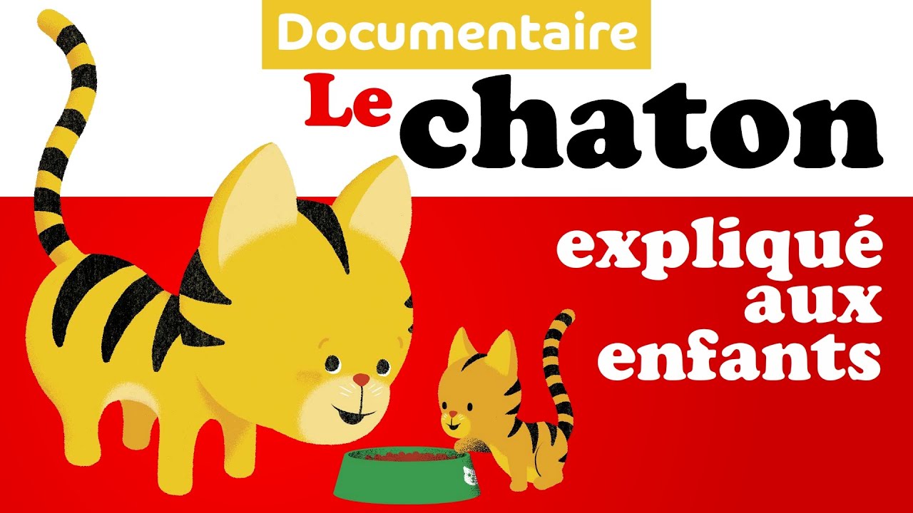 CHAT & CHATON documentaire animalier pour enfant de maternelle