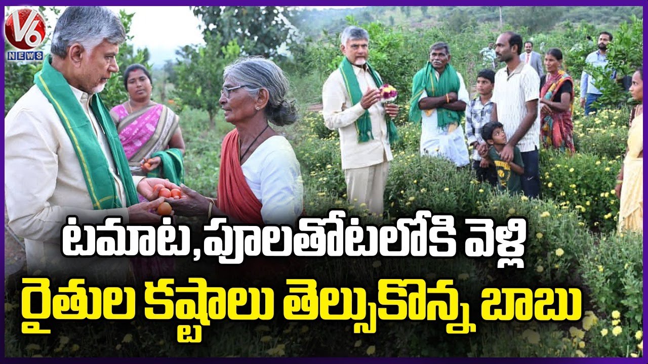 CM Chandrababu Naidu Interact With Tomato, Flower Gardens, Understands Farmers Hardships | V6 News