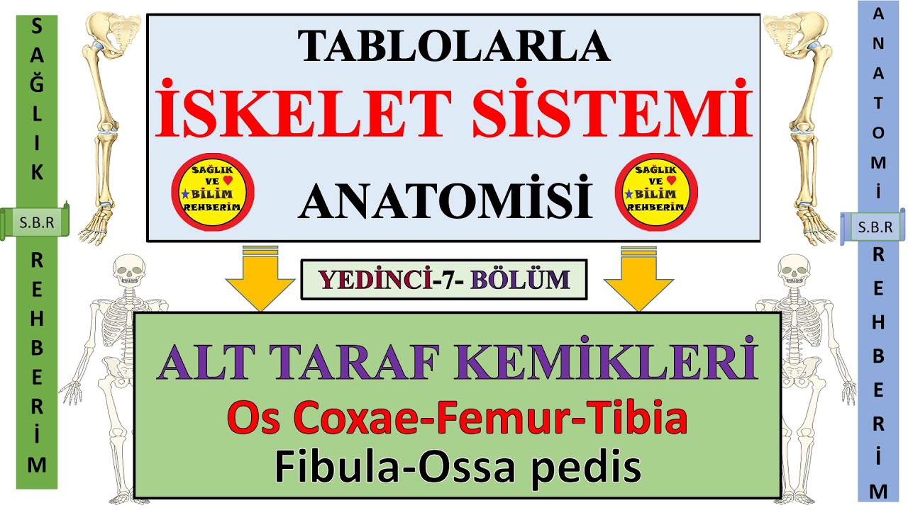 7-İskelet Sistemi Anatomisi-Alt Taraf Kemikleri:Os Coxae , Femur ,Patella ,Tibia ,Fibula ,Ossa pedis