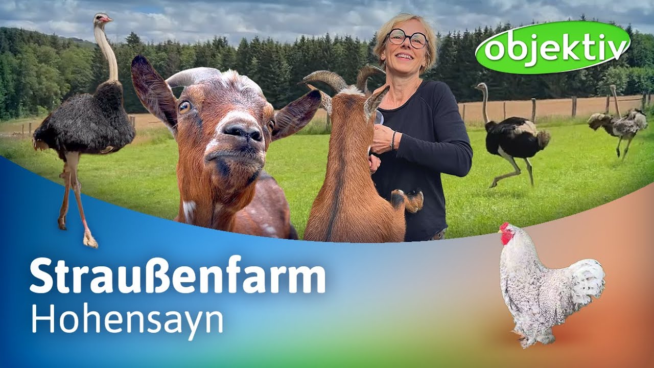 Straußenfarm im Westerwald