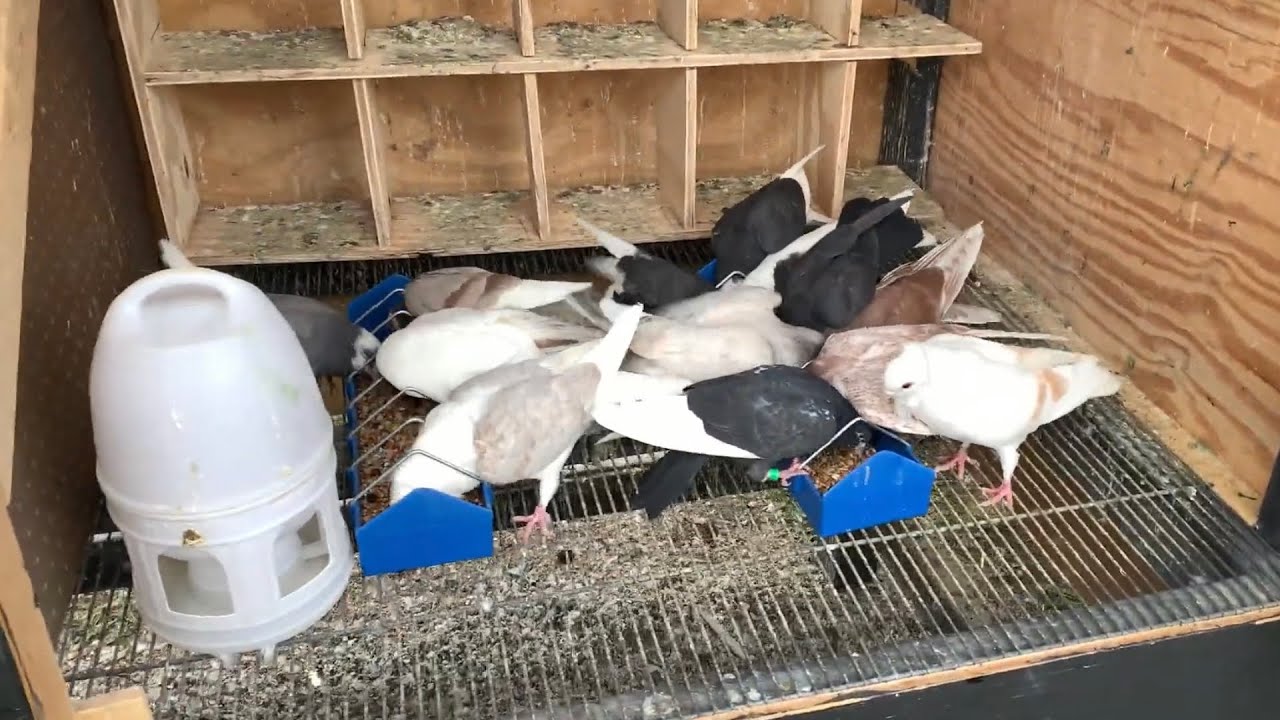 Training 1st round of youngsters(Roller Pigeons)