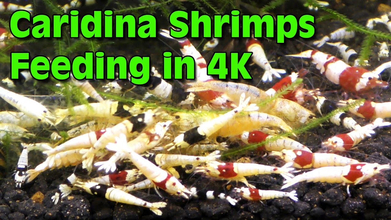 Caridina Shrimps Feeding in 4K eating Shrimp King Complete