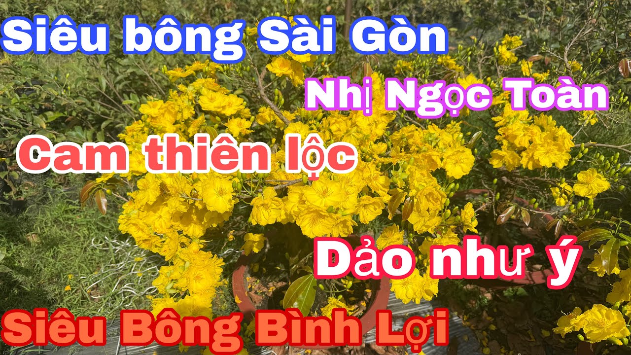 Mùng 6☎️0344082751(zalo) Mai vàng giá rẻ Siêu Bông Sài Gòn, cam thiên lộc, Bình lợi, dảo như ý