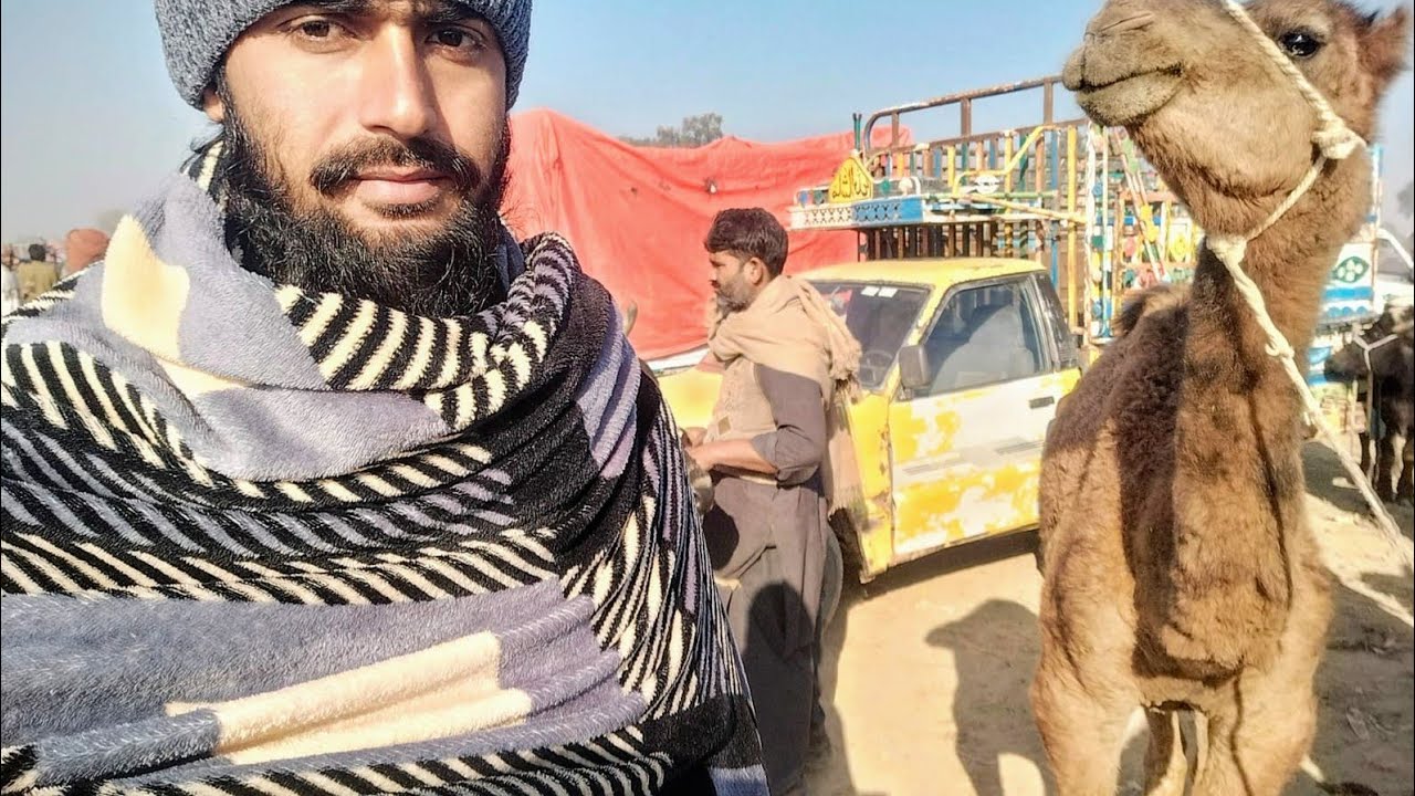 Daily routine#familyvlogs # camel# market Mandi# camel market# Bakra market# کٹوں کی منڈی