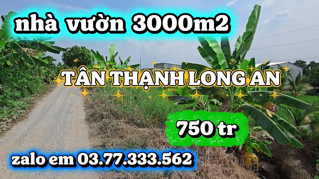 BÁN  4 CÔNG ĐẤT  ,CÓ  NHÀ  CẤP 4,CÓ  CÂY ĂN TRÁI, GIÁ  750 TR,TÂN  THẠNH LONG AN