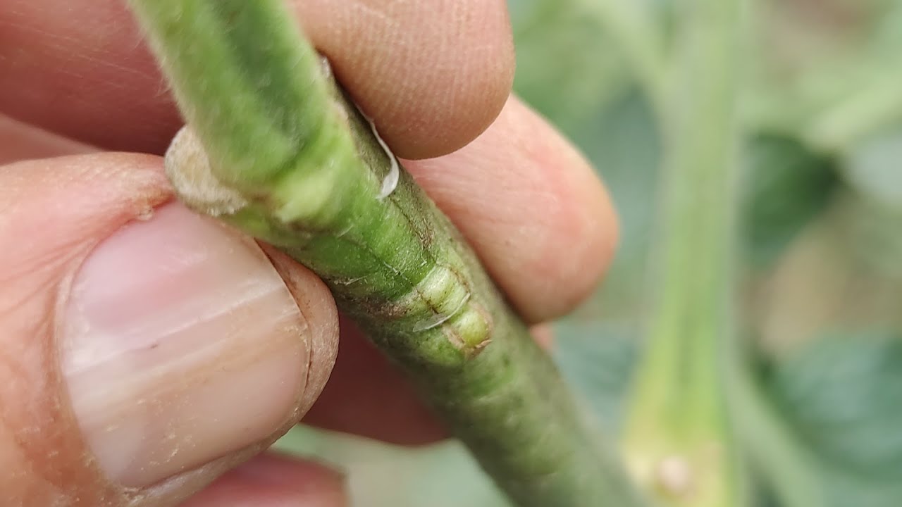 прививка томата tomato grafting