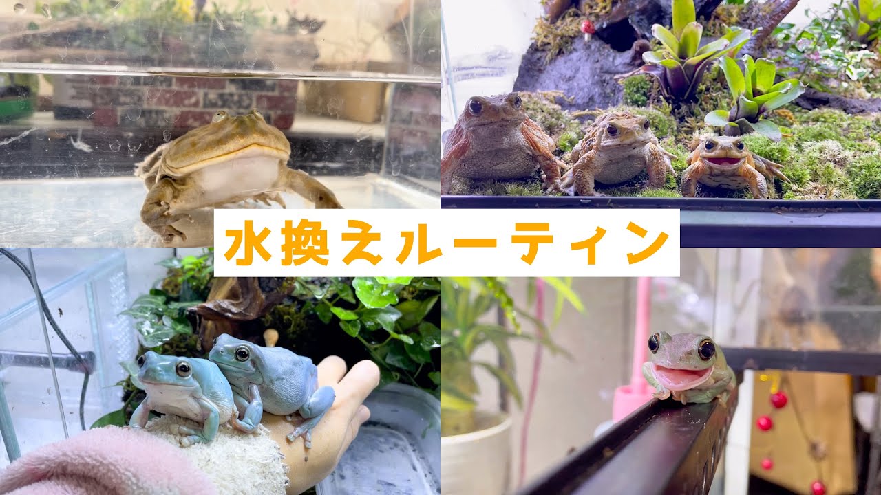 カエル達との毎日の水換えルーティンが楽しすぎた