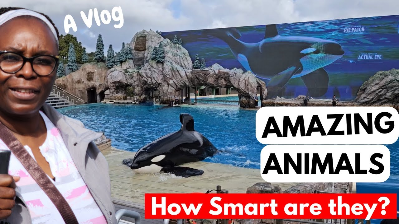 AMAZING!  Follow me to SeaWorld San Diego 2024 | Super Cool Animals and their Trainers