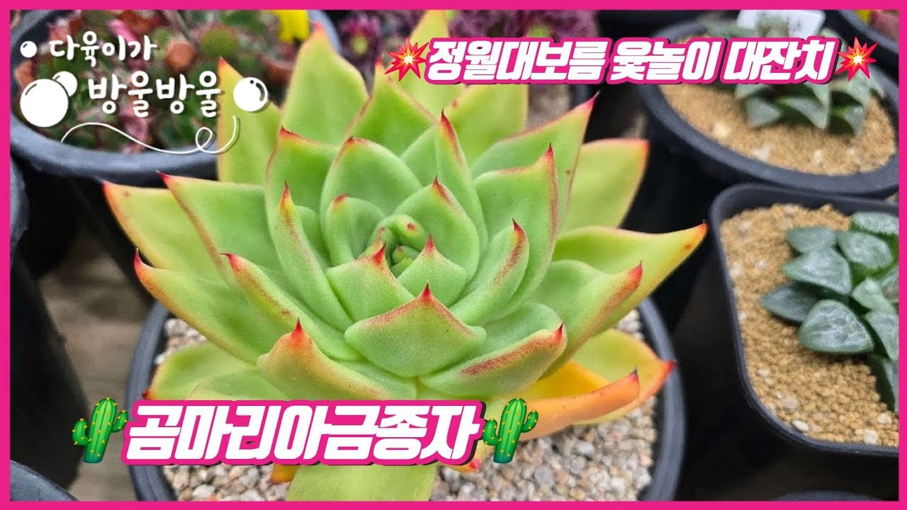 260303 화요일 3월첫날  정월대보름 윷놀이 대잔치 특방~💕💕  ☎️010-8835-7281
