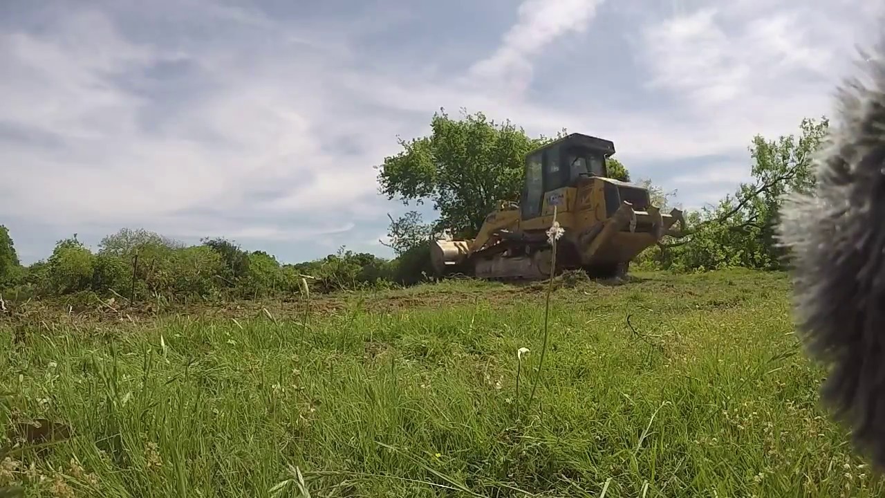Cat 963D track loader vs. large tree