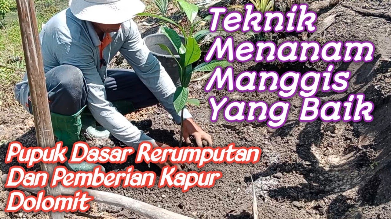 Cara Menanam Manggis Yang Baik Agar Pertumbuhannya Cepat.