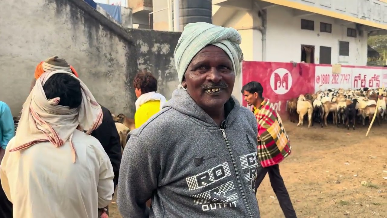 Goat and sheep Saturday market Navipet Nizamabad  #nizamabad #goatfarming #goats #sheepmarket 