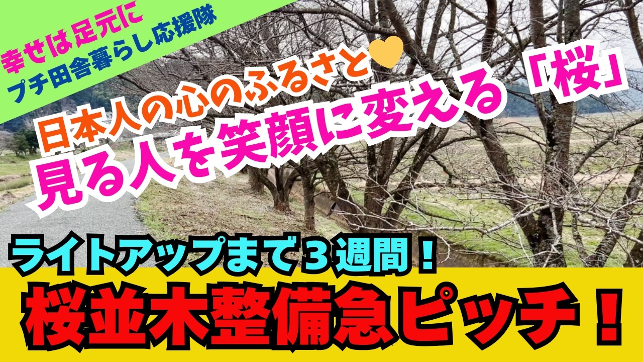 【田舎暮らし応援チャンネル】「桜並木の整備急ピッチ！」　ライトアップまで３週間　見る人を笑顔に変える「桜」【但馬富士を愛する会、プチ田舎暮らし応援隊、兵庫県豊岡市駄坂地区】
