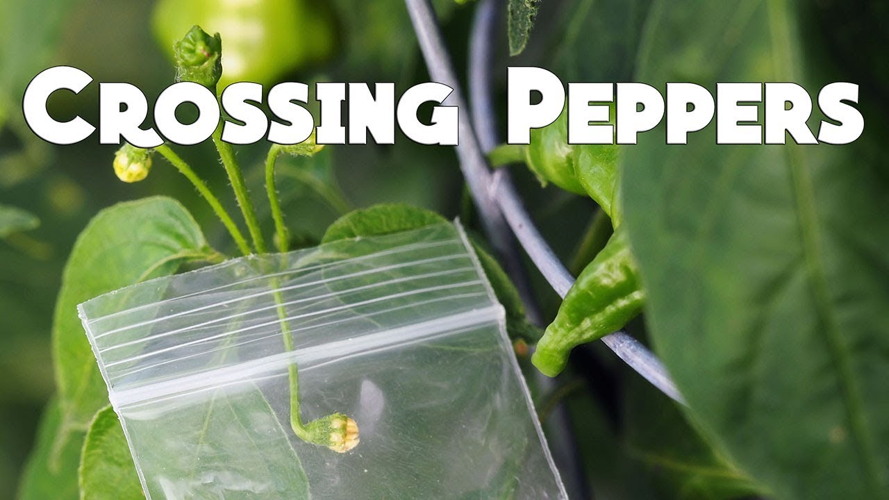 How to Cross Peppers