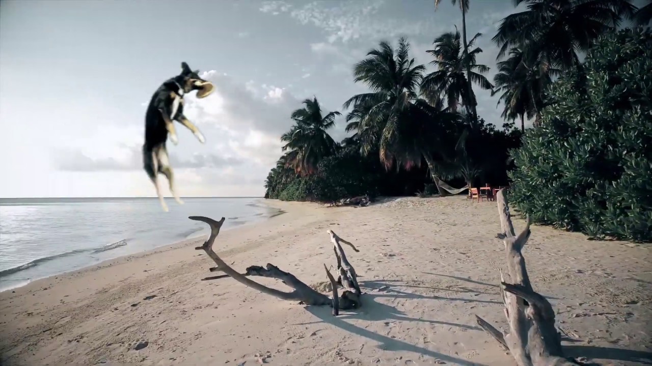 Dhani Harrison - Motorways (Erase It) (Official Video)