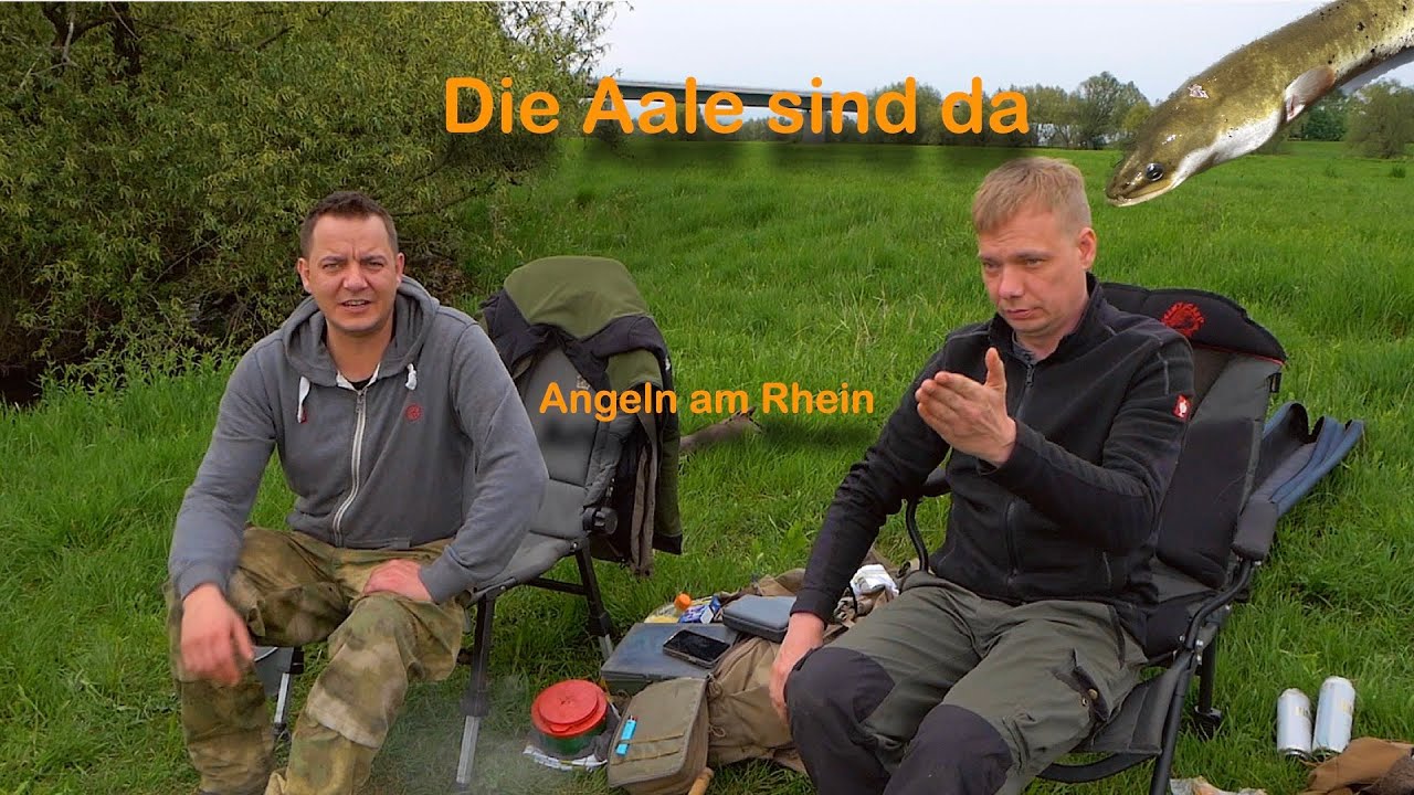 Angeln auf Aal , am Rhein es geht los