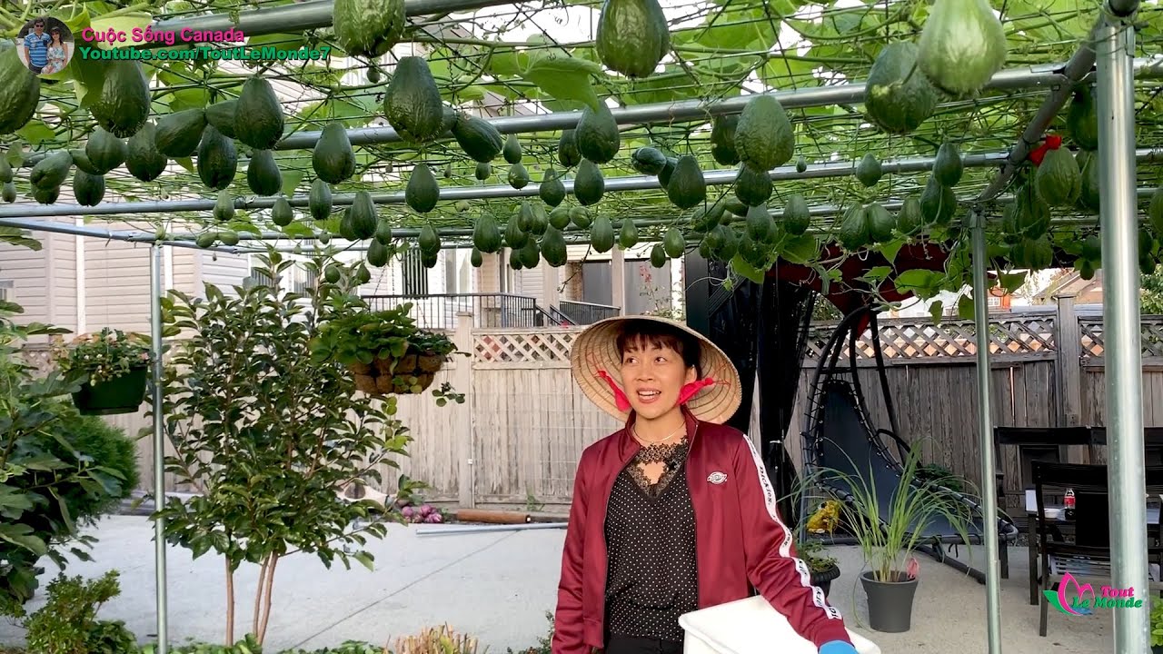 Chia sẻ cách tỉa su su, bầu và cà chua để được nhiều trái.  Thu hoạch cải rổ  🇨🇦610》 Vườn Rau Việt