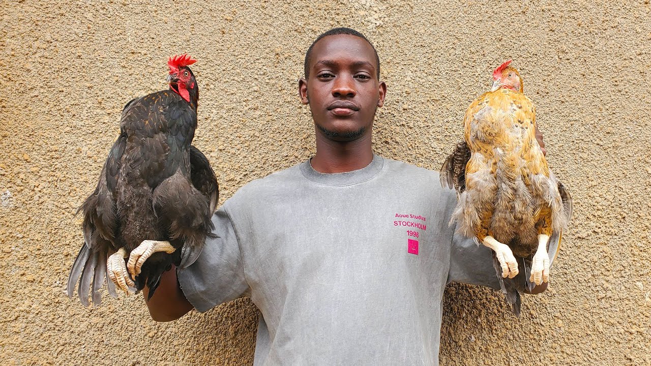Out grower wange Andrew nga asomesa okulunda enkoko okuva kulunaku lumu mpaka kukula