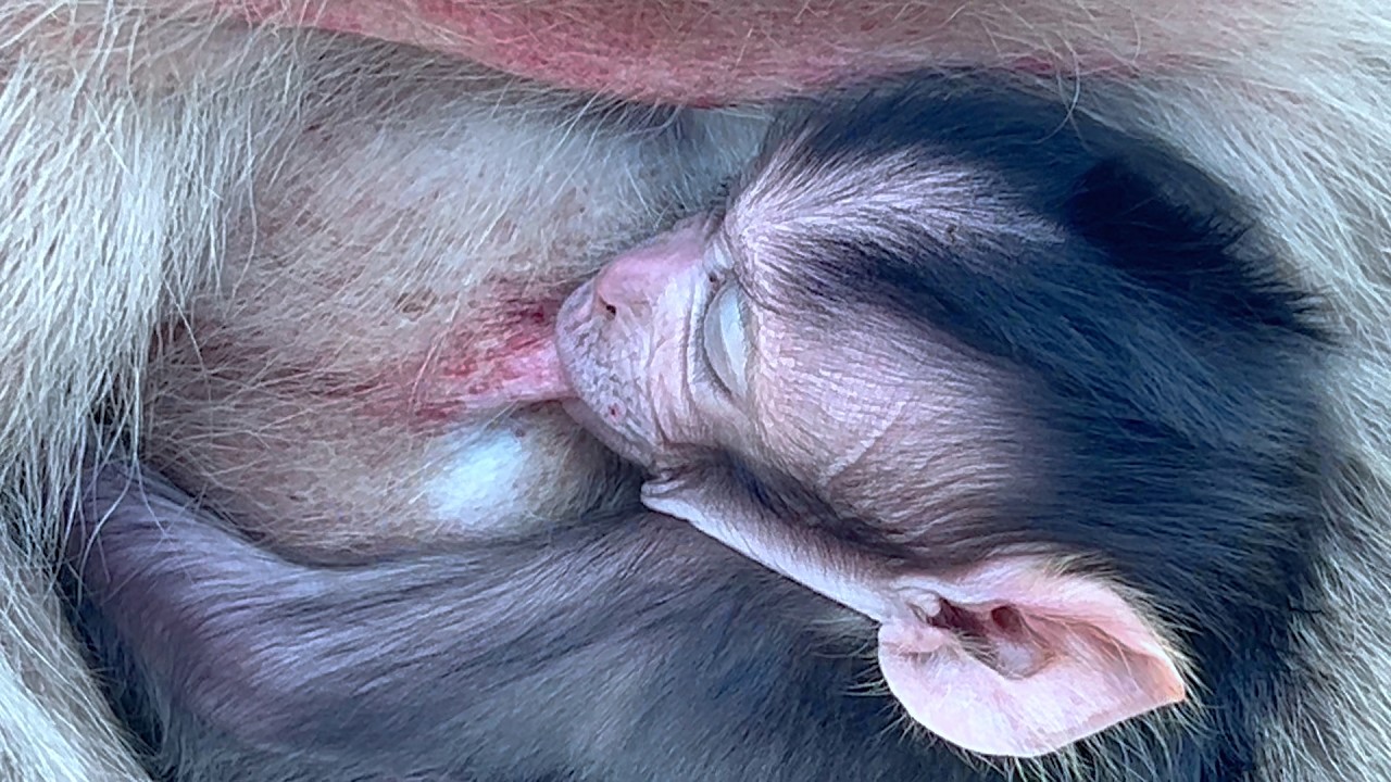 Sweet Moment  Baby Monkey Cuddles Old Mom During Feeding Time 💛🐒