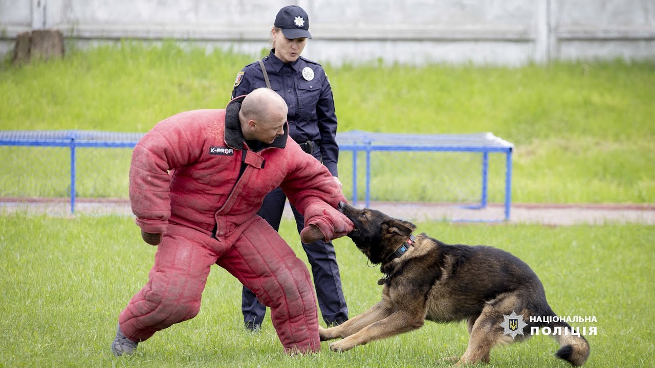 Пошук зниклої дитини чи затримання злочинця: як на Житомирщині тренують службових поліцейських собак