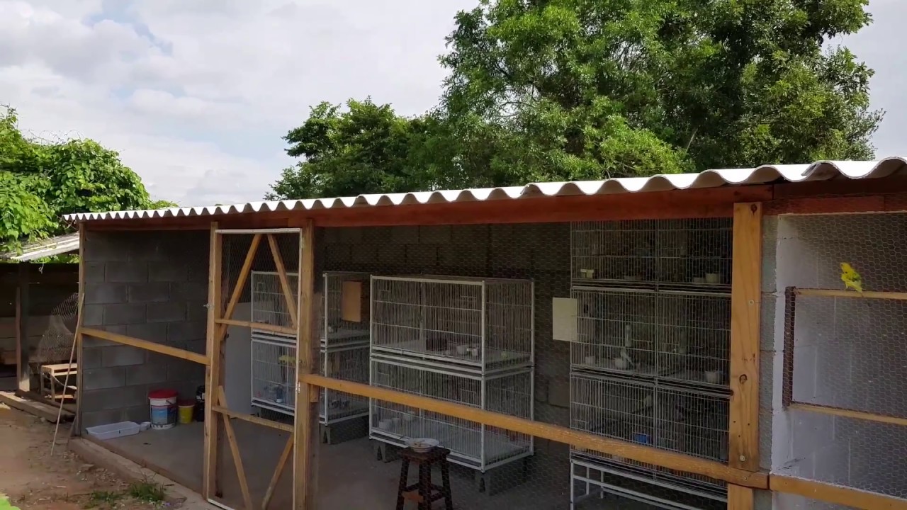 MEU NOVO CRIADOURO DE AVES EXÓTICAS