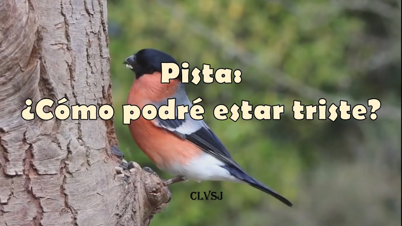 Como podre estar triste - Pista
