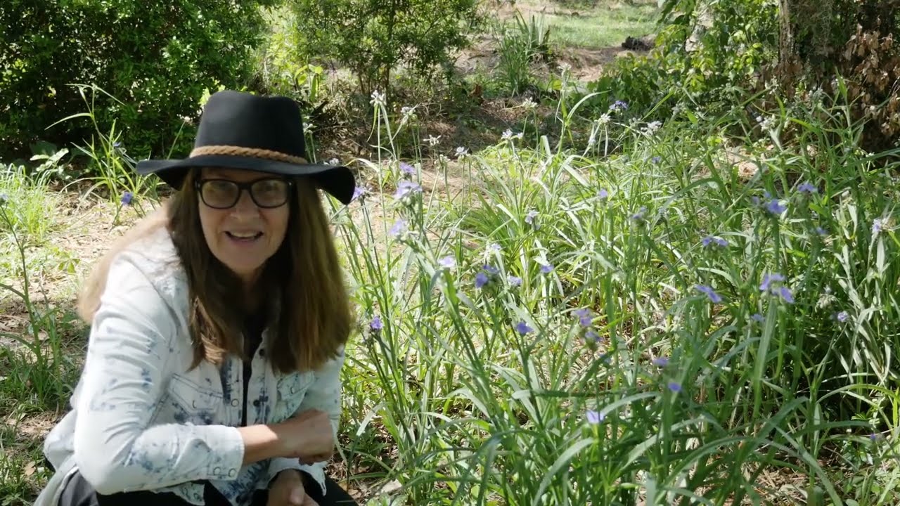 Spiderwort, edible wildflower