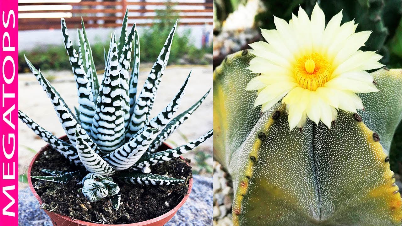 8 Bellos Tipos de Cactus de Interior
