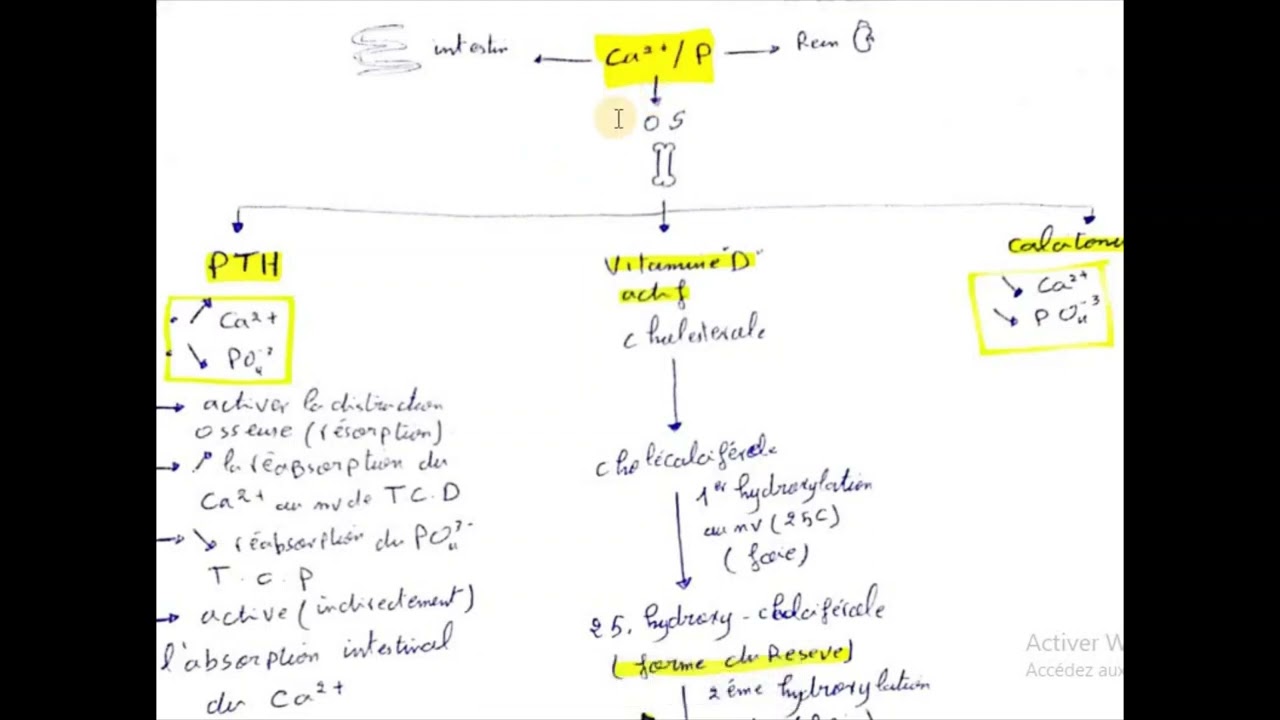 Exploration du métabolisme Phosphocalcique – Magnésium