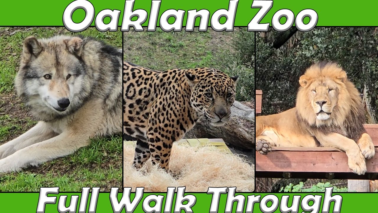 Walk Through: Oakland Zoo (Dec. 29th, 2024)