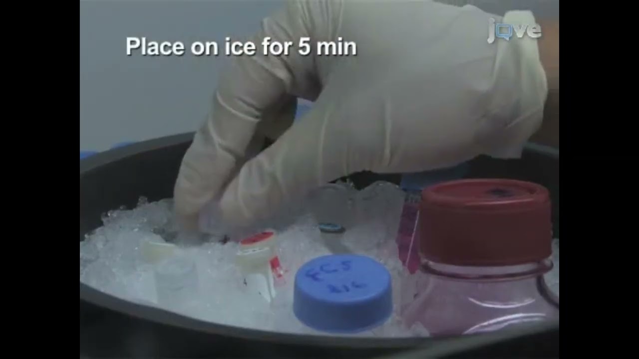 Development of a quantitative assay to measure insulin-expressing colony-forming progenitors