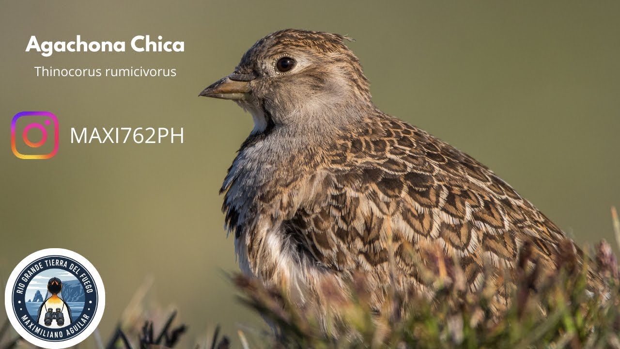 Agachona chica, Aves de Tierra del Fuego.
