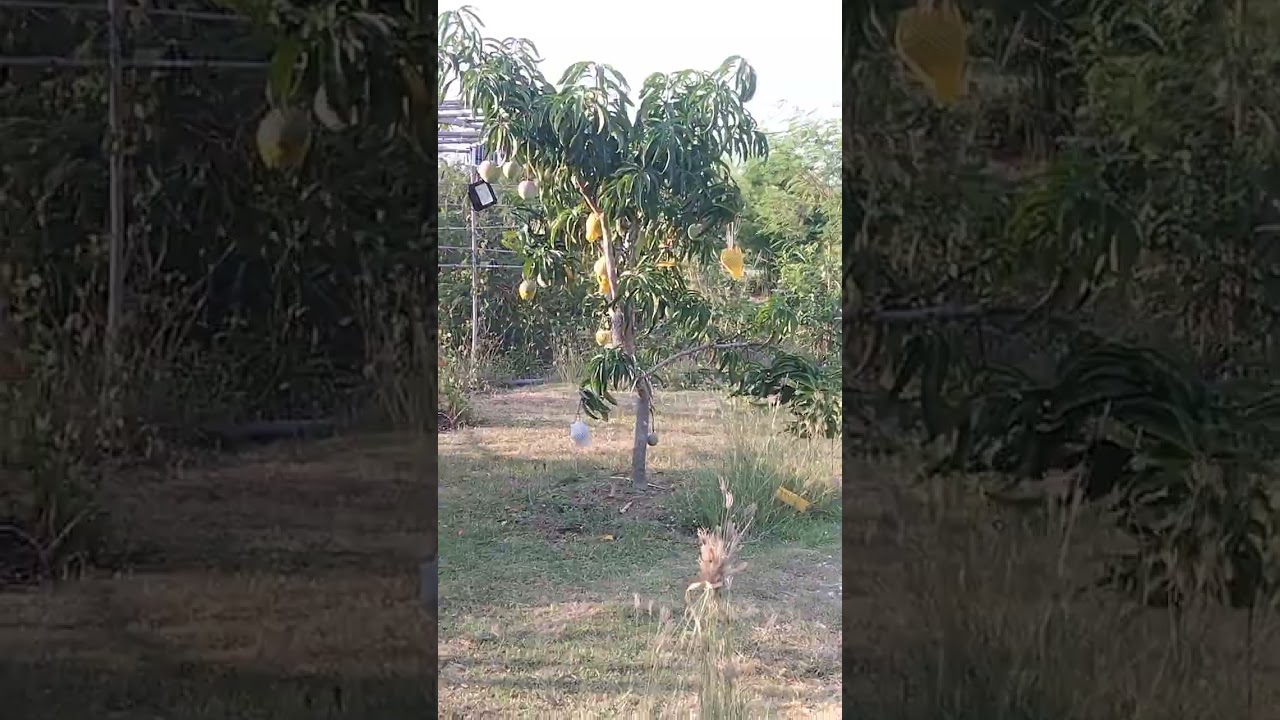 update apple mago tree #nature #farming #mango