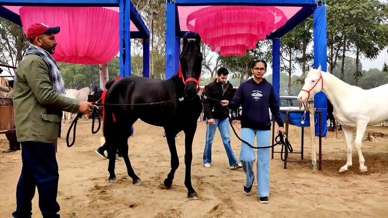 Komal Stud Farm Shri Mukatsar sahib Horse Fair 2022