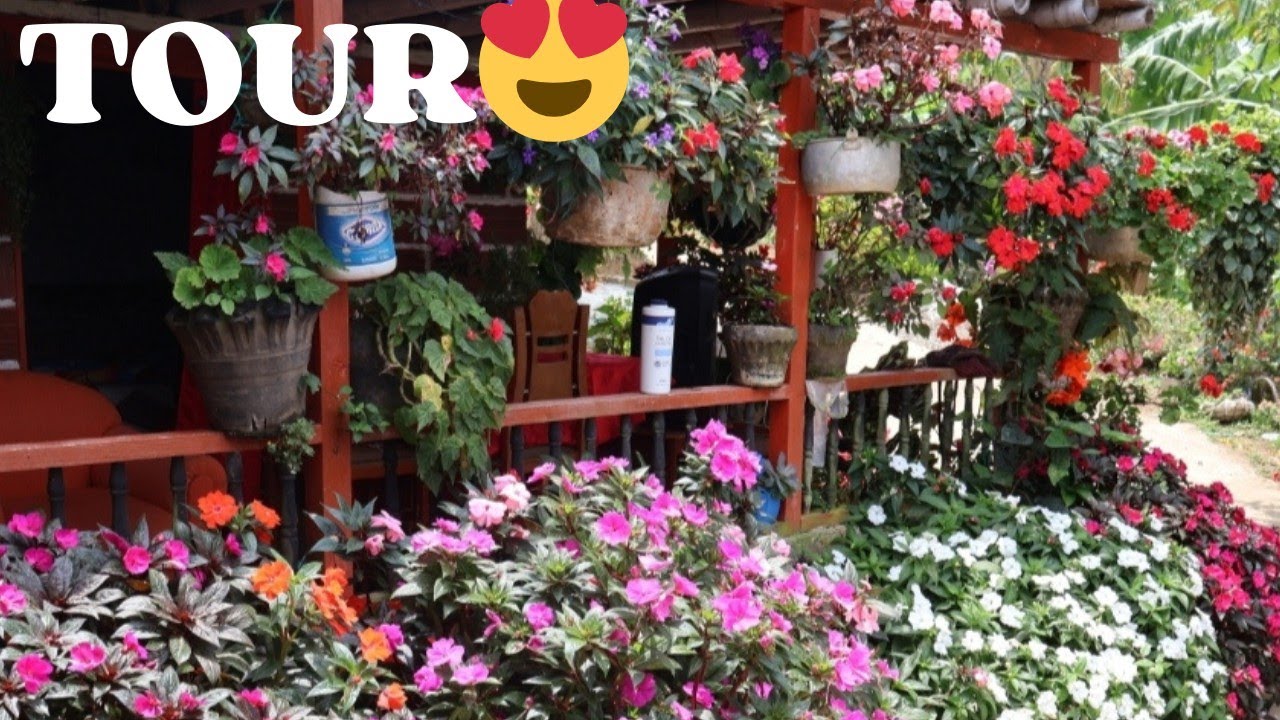HERMOSA FLORACION DEL JARDÍN DE DOÑA SOCORRO 😍