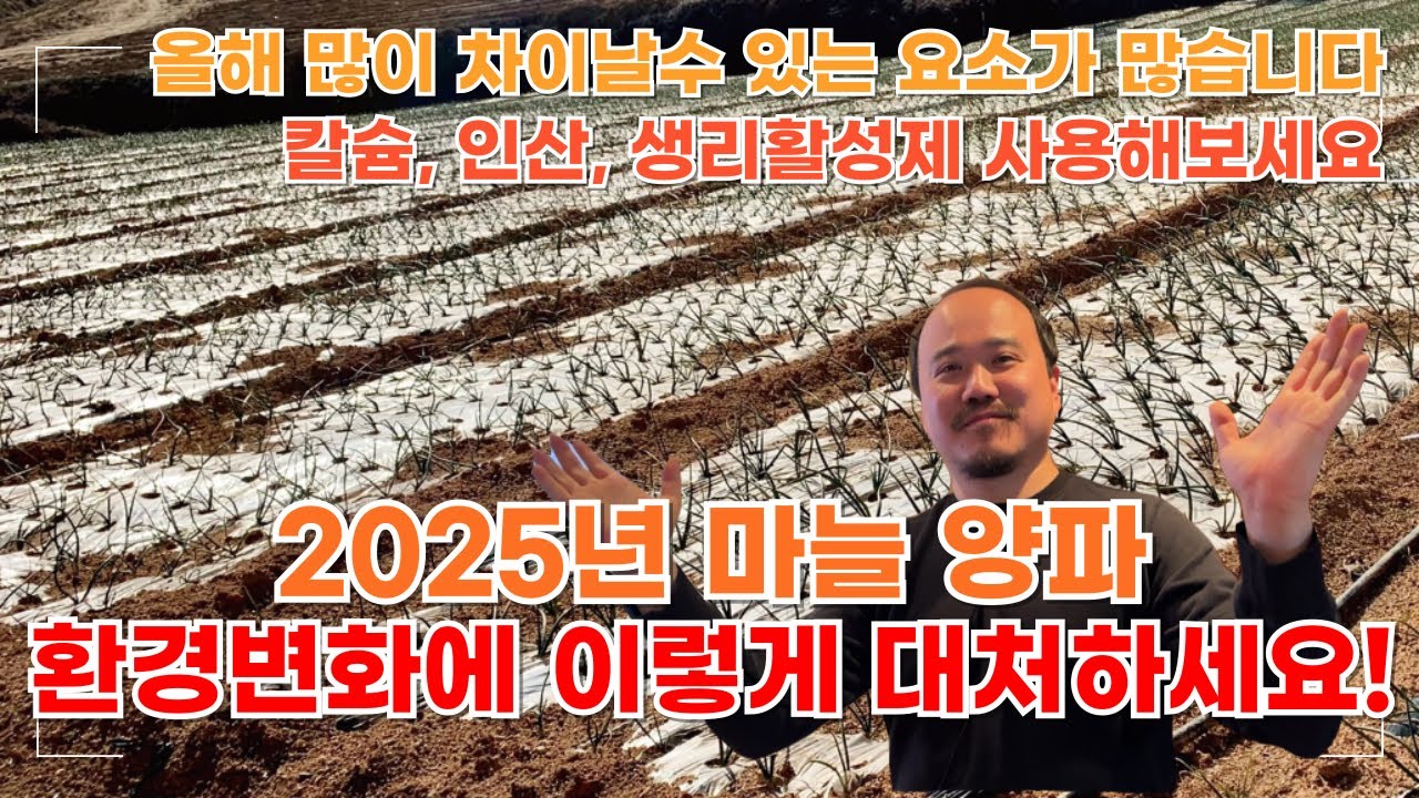 2025년 양파,마늘은 웃자람과 병해에 특히 주의하셔야합니다| 칼슘, 인산 생리활성제 공급이 필요한 이유! | 농사 100단