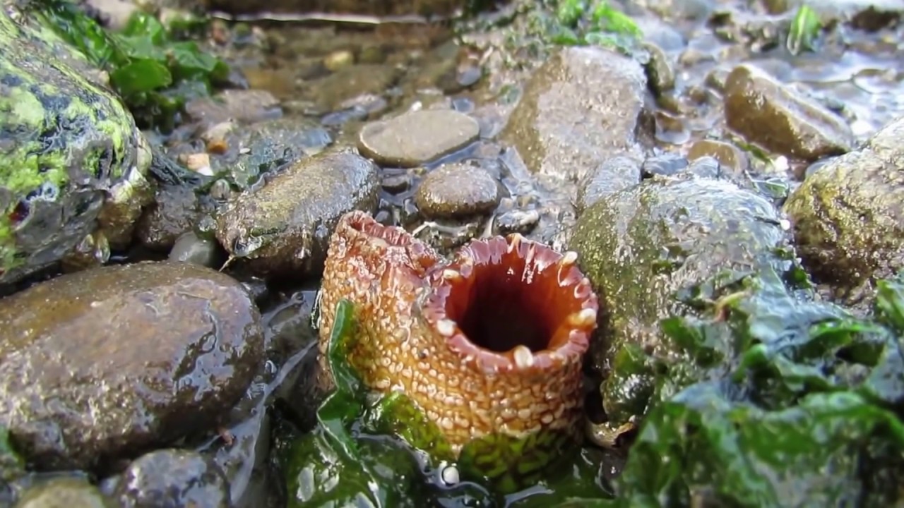 Sea Squirts