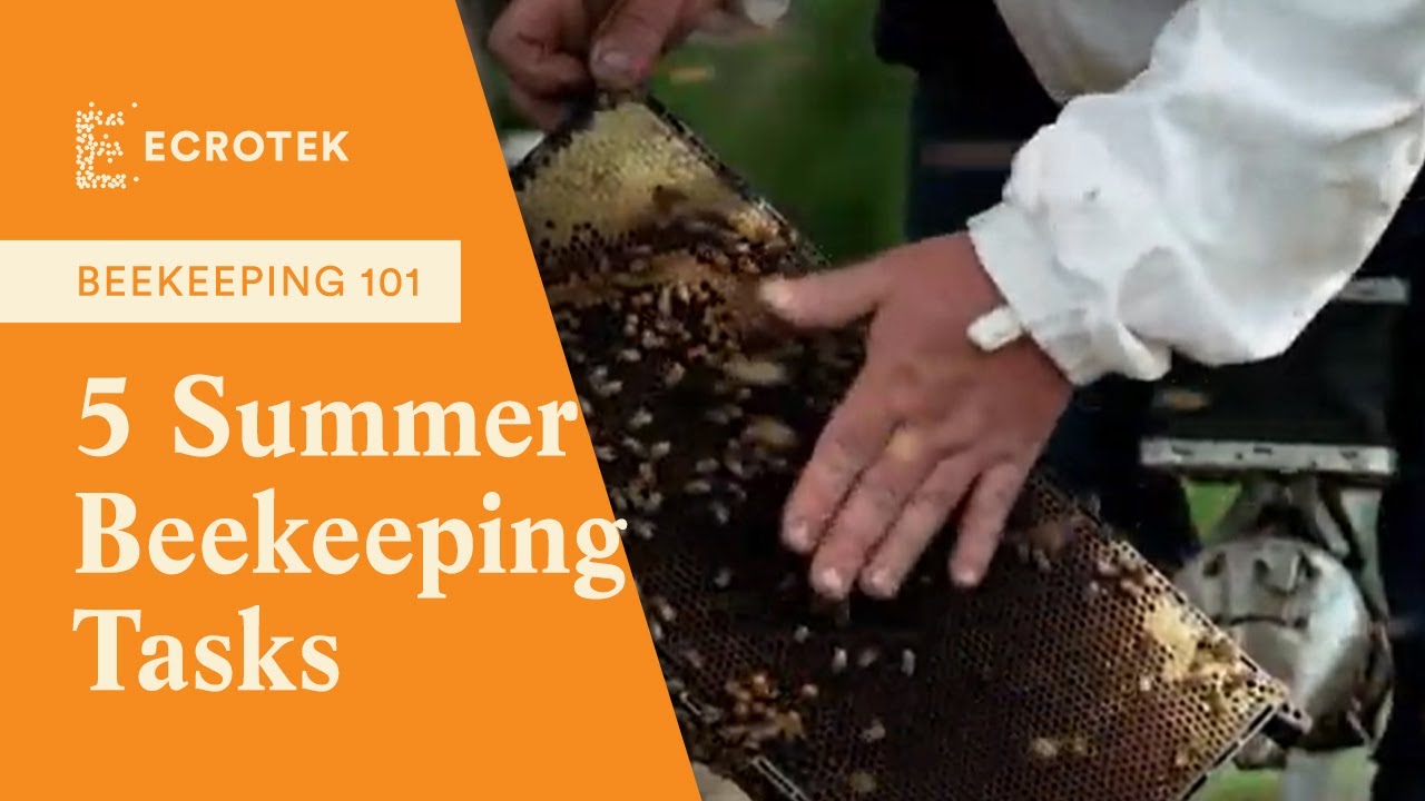 Summer Beekeeping Tips: 5 Summer Beekeeping Tasks | Ecrotek Beekeeping Supplies