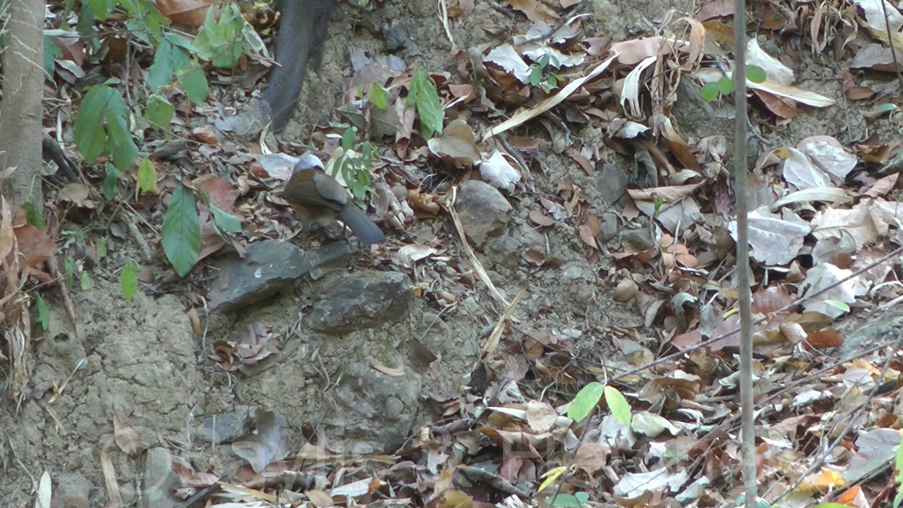 White-crested Laughingthrush (G. leucolophus), Cambodia. 20160313_161423.m2ts