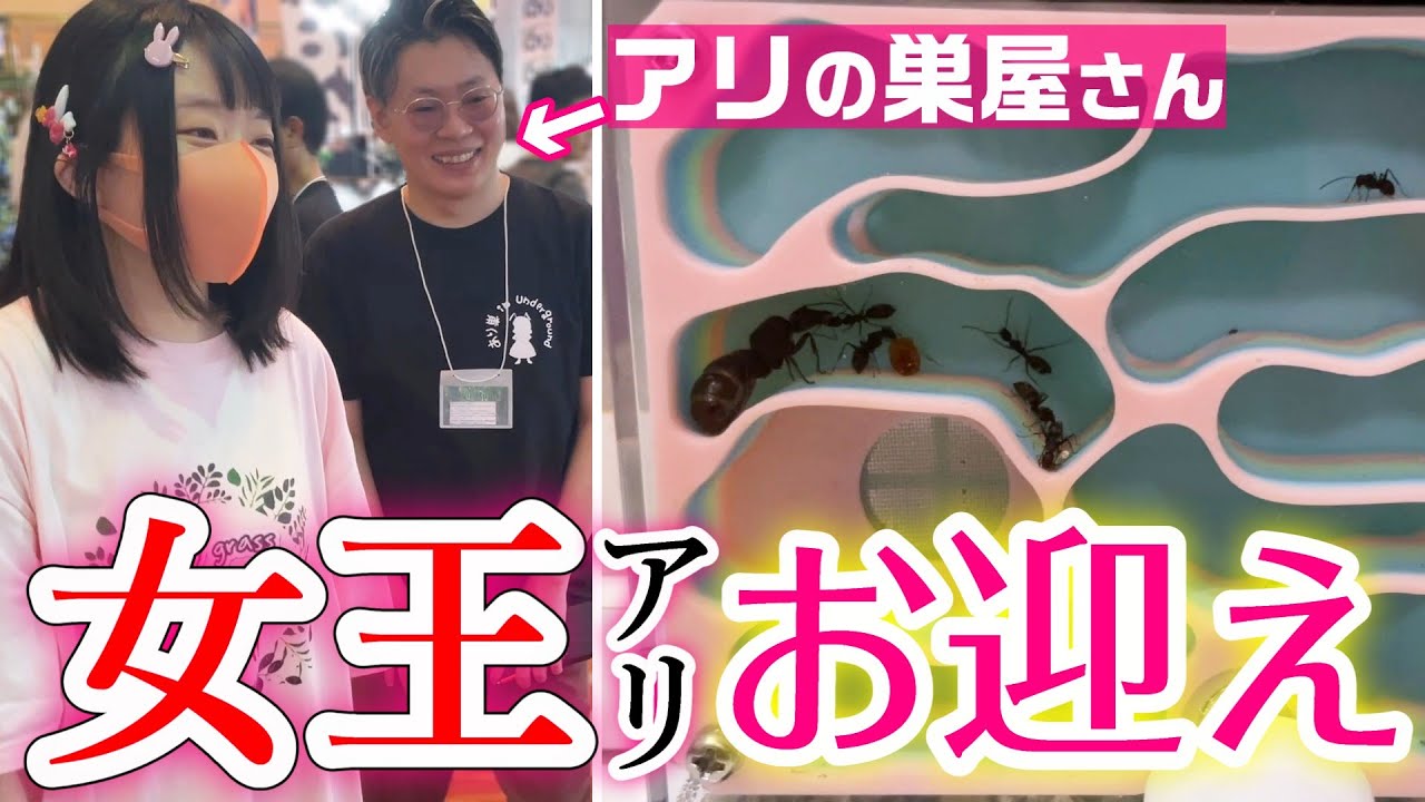 爬虫類イベントでクロオオアリの女王アリをお迎え🐜飼育方法や餌をプロに聞いて実践！ジャングルハンター名古屋【後編】