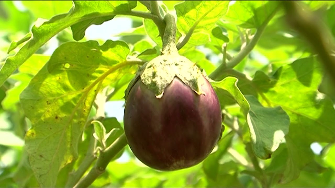 அதிக கத்தரிக்காய் மகசூல் பெற இயற்கை முறை சாகுபடி!! | Brinjal Organic Farming