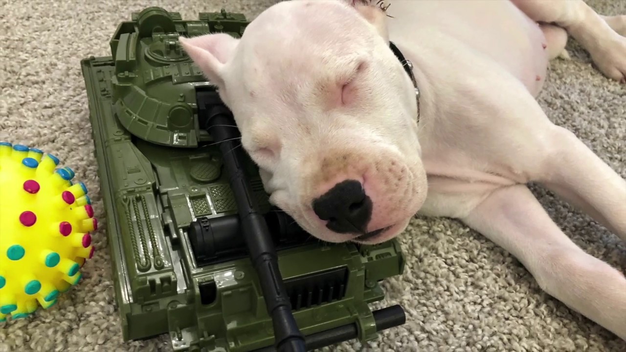 Аргентинский дог, от щенка 2-х месяцев до 1 года, видео хроники.